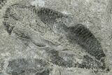 Plate of Ordovician Graptolite Fossils - Utah #238860-3